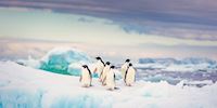 Penguins on iceberg in Adelie, Antarctica