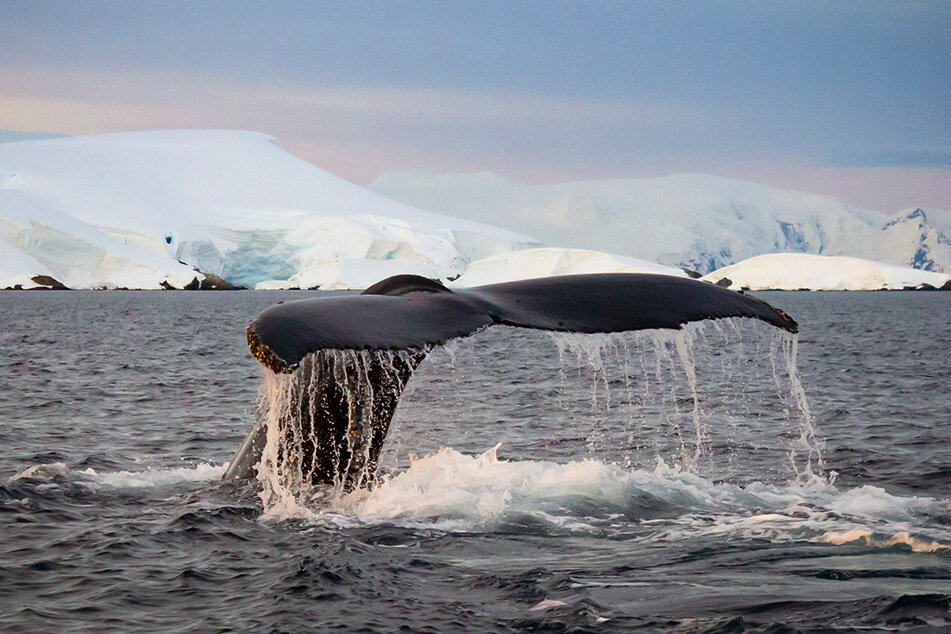 Whale tail breaching surface, Antarctica