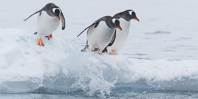 Gentoo penguins diving into the water, Antarctica