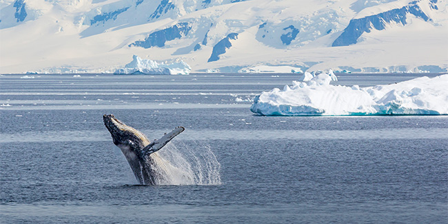 Humpback whale breaching ocean surface, Antarctica