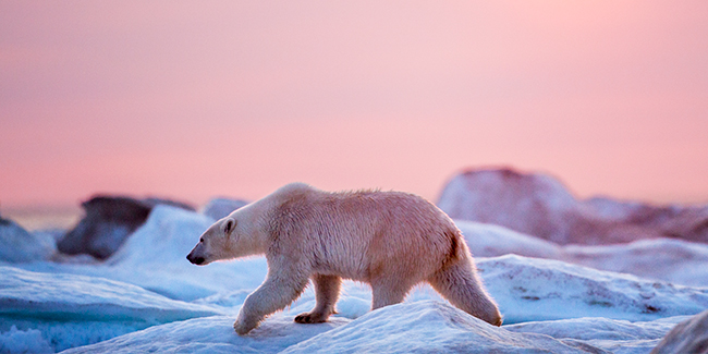Polar bear walking across landscape during the midnight sun