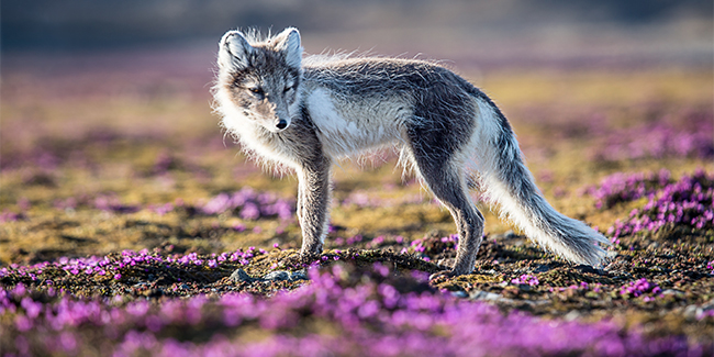 Arctic fox on tundra, Svalbard