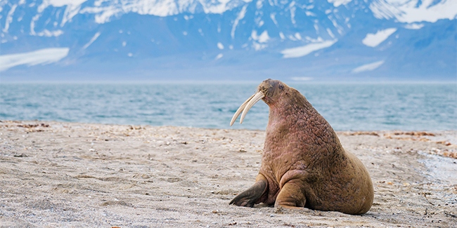 Walrus against Arctic landscape