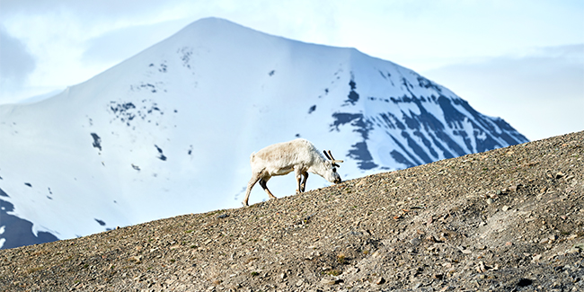 Svalbard reindeer foraging