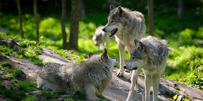 Predatory pack animals and the largest members of the dog family, wolves were hunted to near extinction in the lower 48 states.
