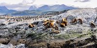 The Beagle Channel wildlife in Ushuaia, Argentina