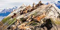 Sea Lions by the rocks in Ushuaia