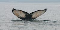 Humpback whale tail, Bay of Fundy