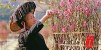 Hong Kong Flowers being pruned by a person in traditional garb