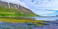 Purple flowers against green plants and water at Isafjordur Fjord