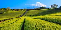 Bright green tea fields in the sunshine under Mt Fuji